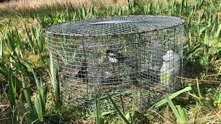 Magpie and Grey Crow Trapping Ireland [upl. by Yrrej]