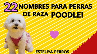 NOMBRES HERMOSOS PARA PERRAS POODLE [upl. by Stubbs663]