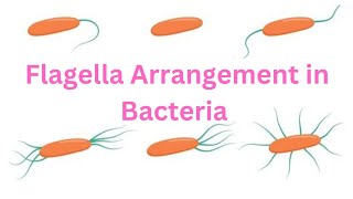 FLAGELLA ARRANGEMENT IN BACTERIA CELL Illuminate247day [upl. by Amadeo399]