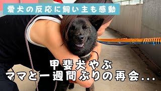 １週間ぶりのママとの再会甲斐犬やぶの反応に飼い主感動。。 [upl. by Genevra]