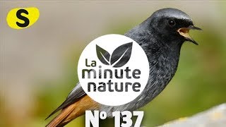 CHANTS DOISEAUX LEÇON 4 No 137 [upl. by Danette427]