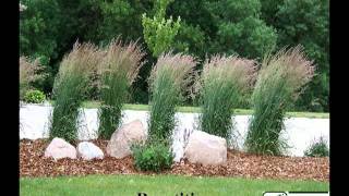 Ornamental Grasses Part 12 [upl. by Adnylem]