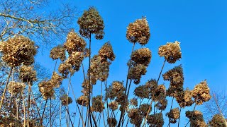 Limelight Hydrangea Tree Winter Tips [upl. by Yerxa]