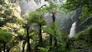 Nyungwe National Park  Rwanda [upl. by Lefkowitz90]