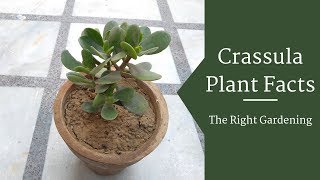 Crassula Plant घर में लगाइए और होगी पैसों की बारिश  Lucky Plants  Money Making Plant for Home [upl. by Dnalor]