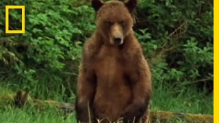 Alaska Brown Bear Trapped  National Geographic [upl. by Rhu]