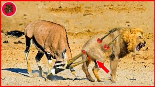 30 Brutal Moments When The Lion Is Killed With Sharp Horns  Antelope vs Lion [upl. by Kenlee354]