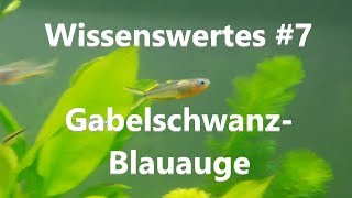 Gabelschwanz Blauaugen  Wissenswertes 7 [upl. by Zaid989]