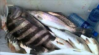 Jacksonville BEST Mayport Jetty Fishing with Capt Dave quotWINTERquot [upl. by Elacim]