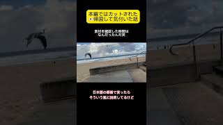 【オーストラリア生活2年目】この人なんなんだって編集者がなったNG素材😂言いたいことは分かるけど…（風も強いし）オーストラリア留学 留学生の日常 海外大学生 ゴールドコースト日本帰国 [upl. by Enahsal]