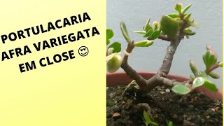 PORTULACARIA AFRA VARIEGATA EM CLOSE 😍 [upl. by Dnalyar]