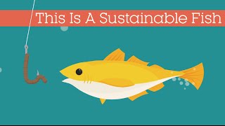 This Is A Sustainable Fish [upl. by Lindley315]