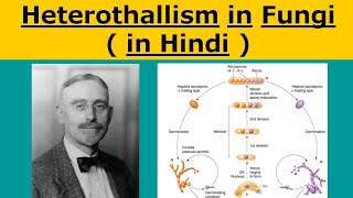 Heterothallism in fungi  in hindi [upl. by Lletram454]