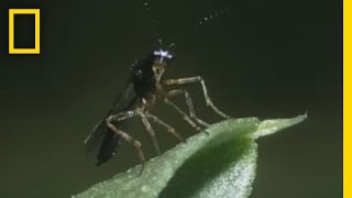 BodySnatching Wasp Larvae Eat Aphids Alive  National Georgraphic [upl. by Colb101]