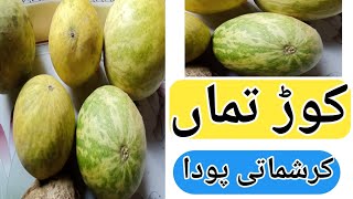 kortuma for weight loss And diabetesbitter apple k faydaykortuma ka murabbakortuma kaisay khain [upl. by Chavez]