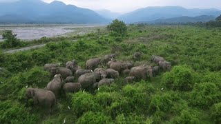 Indian wildlifeIndian elephant walking majestically in india wildlife Nature dailyvlog foryou [upl. by Vena]