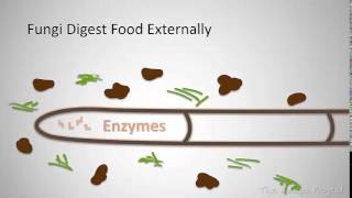 How are fungi different from other organisms [upl. by Hayarahs]