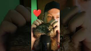 Asmr Fox asmr relax asmrshorts [upl. by Isaac]