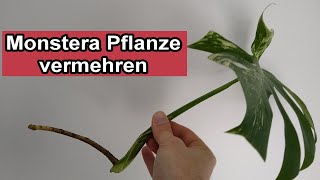 Monstera vermehren  Monstera Blatt Ableger  Steckling schneiden amp in Wasser vermehren [upl. by Jillian]