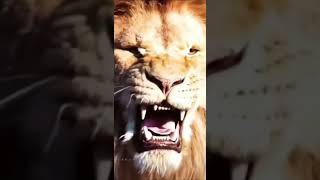 The Lion Song lions youtubeshorts shorts [upl. by Naesyar908]