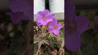 Proven Winners®️’Boom Chocolatta’Hardy Geranium Cranesbill garden gardening shorts [upl. by Annasiul]