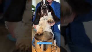 Basset Hound puppy drums [upl. by Marston]