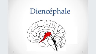 2 ANATOMIE  Diencéphale [upl. by Mora]