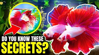 Betta Fish Care Everything You NEED To Know [upl. by Tabib]