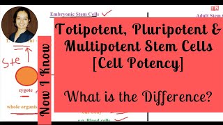 Totipotent Pluripotent amp Multipotent Stem Cells  What is the Difference Cell Potency [upl. by Nniroc]