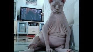 Worlds Fattest Cats Top 10 [upl. by Erme]