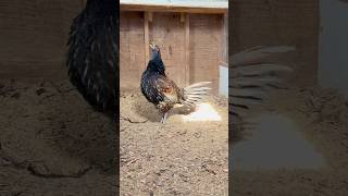 Chicken x Pheasant hybrid rooster crowing [upl. by Nimzzaj92]