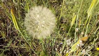 Tragopogon porrifolius [upl. by Enomas]