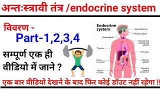 Endocrine system in Hindi  endocrine gland  pituitary gland  Thyroid gland  Liver  pancreas [upl. by Ternan]