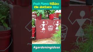 Best Way to Grow Fruit Plant on Terrace gardeningideas shorts shortvideo garden [upl. by Rosalyn]