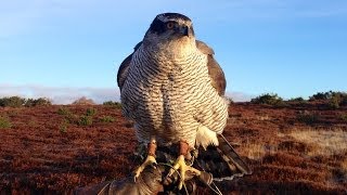 Goshawks  hunting pheasants in Angus Scotland [upl. by Yona]