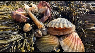 Coastal Foraging  Scallops Cockles Clam and Crab Beach Cook Up [upl. by Yna]