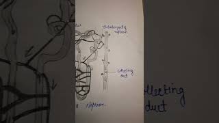 structure of Nephron diagramshortsviral [upl. by Amadeus]