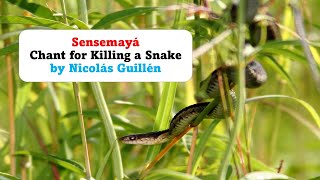 Sensemayá Chant for killing a snake by Nicolás Guillén [upl. by Billy473]