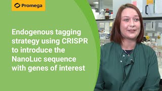 Endogenous tagging strategy using CRISPR to introduce the NanoLuc sequence with genes of interest [upl. by Honniball]