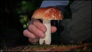 新規開拓でホシアンズタケ／ポルチーニ／ニシキタケなど Boletus edulis 20240916 [upl. by Andriana]