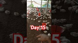 15 day old poultry chuje ka weight blogwithfarm shorts broilerfarming [upl. by Ermengarde]