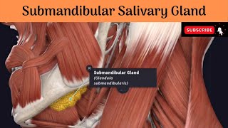 Submandibular Salivary Gland  Parts  Relations  Duct amp Relations Nerve Supply Clinical anatomy [upl. by Innoc]