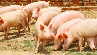 Pig Farming Pig Farming Success Story Pig Farming StartUp Challenges Small Farm For Beginners [upl. by Wylde]