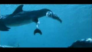 Dolphins can mate 365 day per year Rate My Science [upl. by Eceinej741]