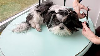 Shih Tzu Gets Haircut  Home Dog Grooming Part One [upl. by Sivram252]