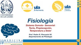 Sistema Somatosensorial Tacto Propiocepción Temperatura y Dolor [upl. by Deloria]