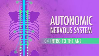 Autonomic Nervous System Crash Course Anatomy amp Physiology 13 [upl. by Jaddan]