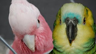 Galah Cockatoo vs Blue Fronted Amazon  My Pick [upl. by Cuttie]