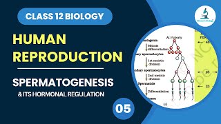 Spermatogenesis  Gametogenesis  Hormonal Regulation  Human Reproduction  Class 12 Biology [upl. by Fidellia]