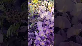 💜 Wisteria Flowers 💜 flowers 花 2024 nature orangecounty spring [upl. by Shipp407]